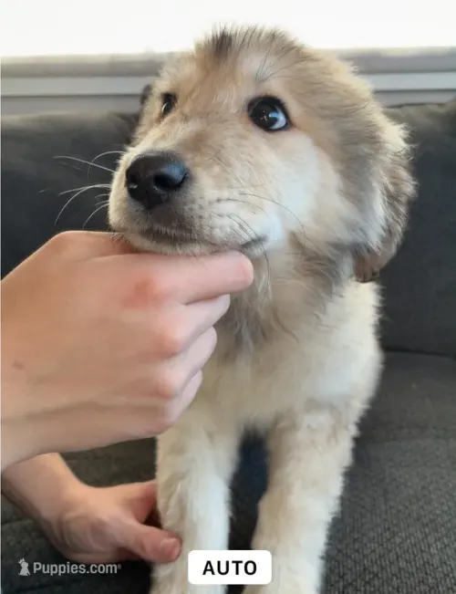 greatpyreneespuppiesbreeders