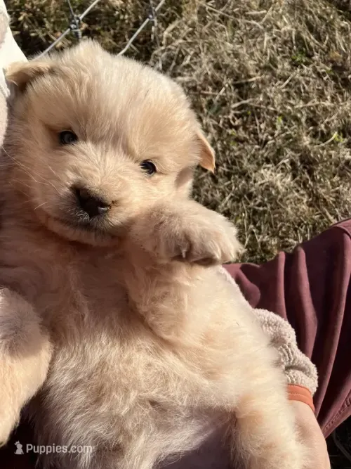 Daisy