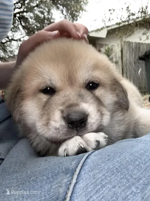 Nala