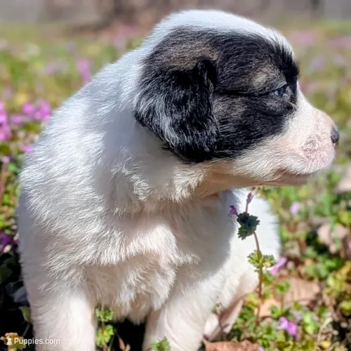 Great Pyrenees