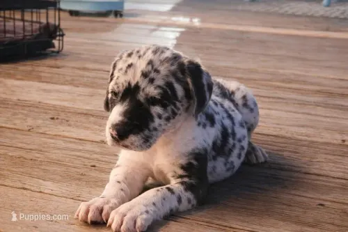 Leo