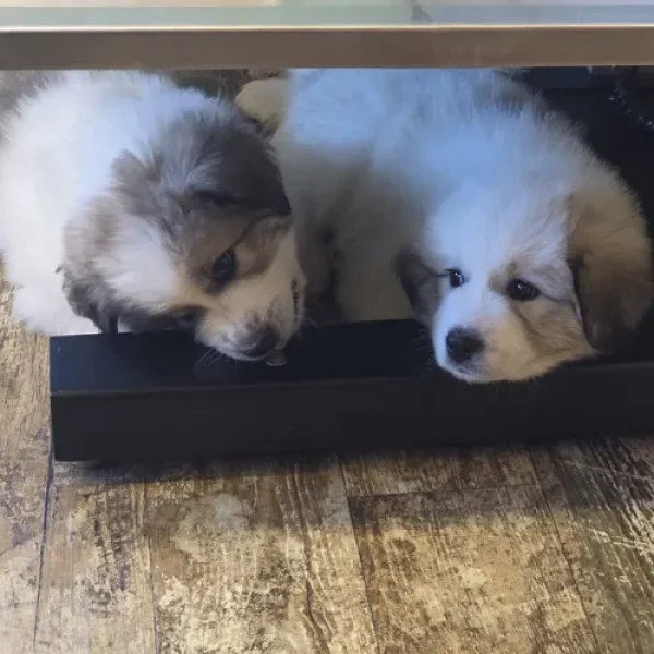 greatpyrenees puppies breeders