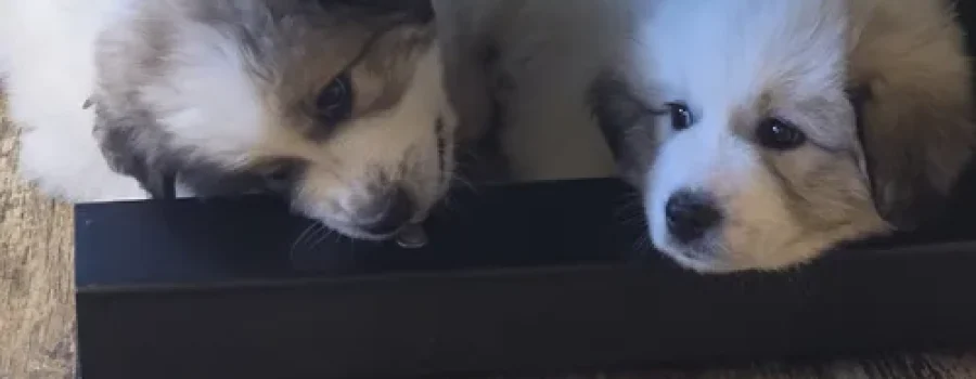 greatpyrenees puppies breeders