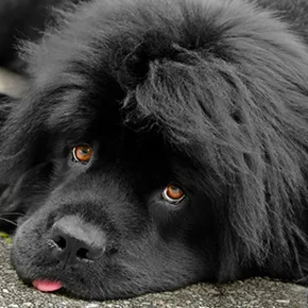 Why the Great Pyrenees Is the Perfect Family Dog